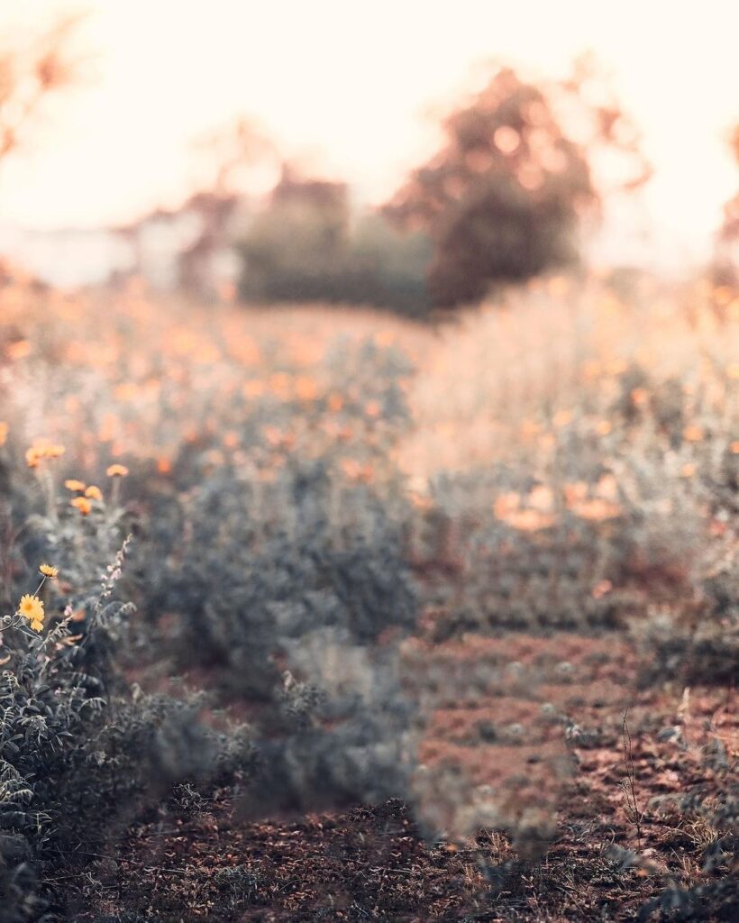 New Snapseed cb Background
