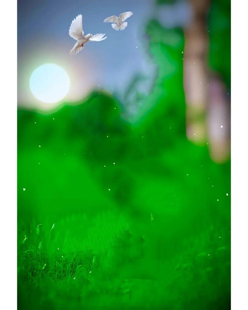 1000+ Cb Background Full Hd Download Free 2024 108 bird fly cb blur background hd
