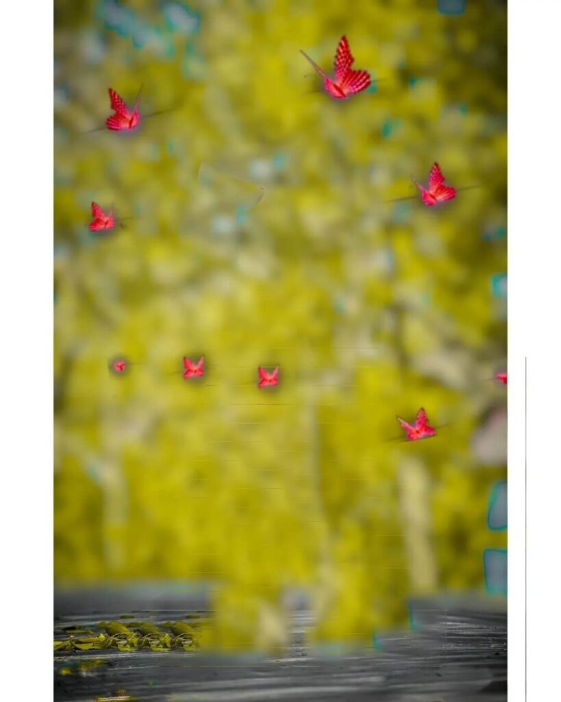 1000+ Cb Background Full Hd Download Free 2024 113 butterfly cb background full hd