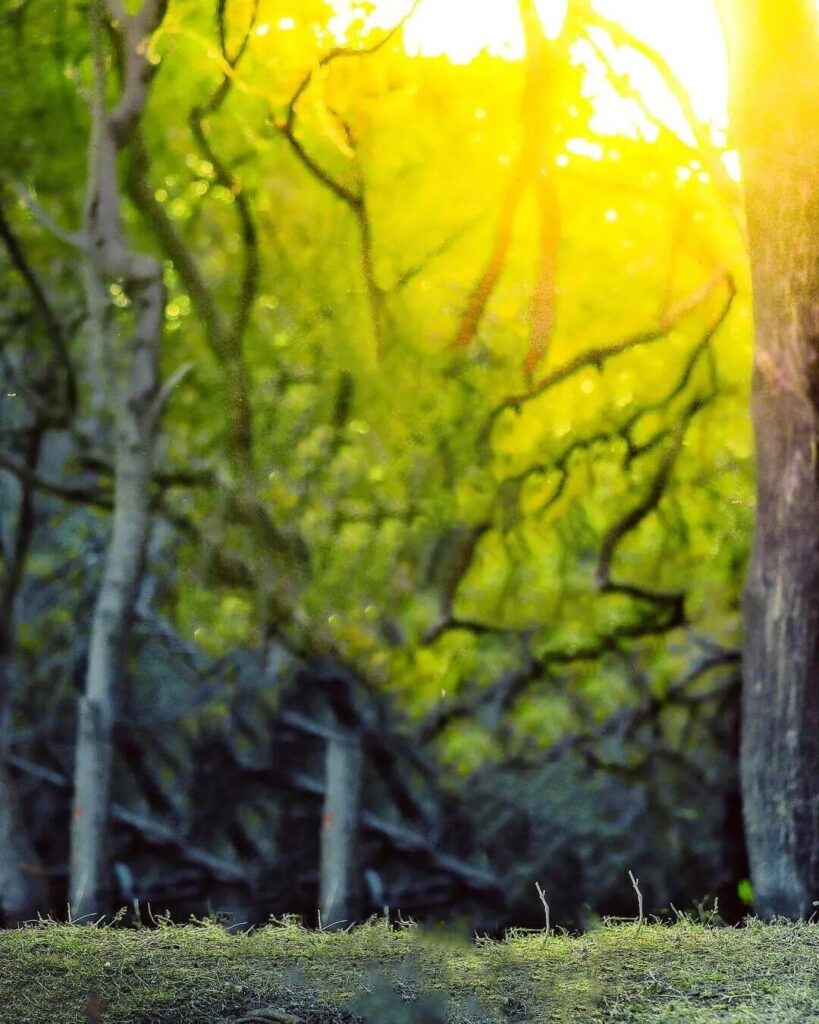 CB Editing Snapseed Nature Images HD 5 CB Editing Snapseed Nature Images HD