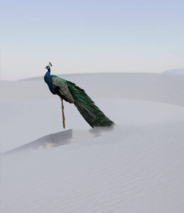 vijay mahar peacock editing background hd
