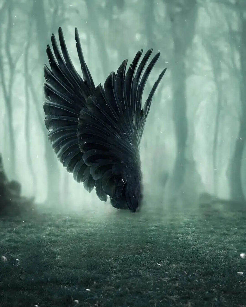 black wing photo editing background