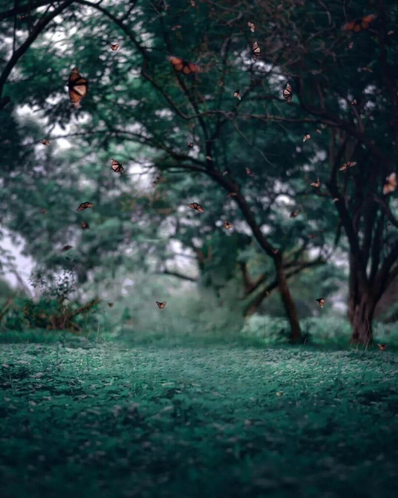vijay mahar nature editing background