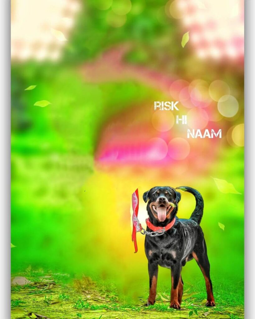 dog lightroom background download hd 76 dog lightroom background download hd