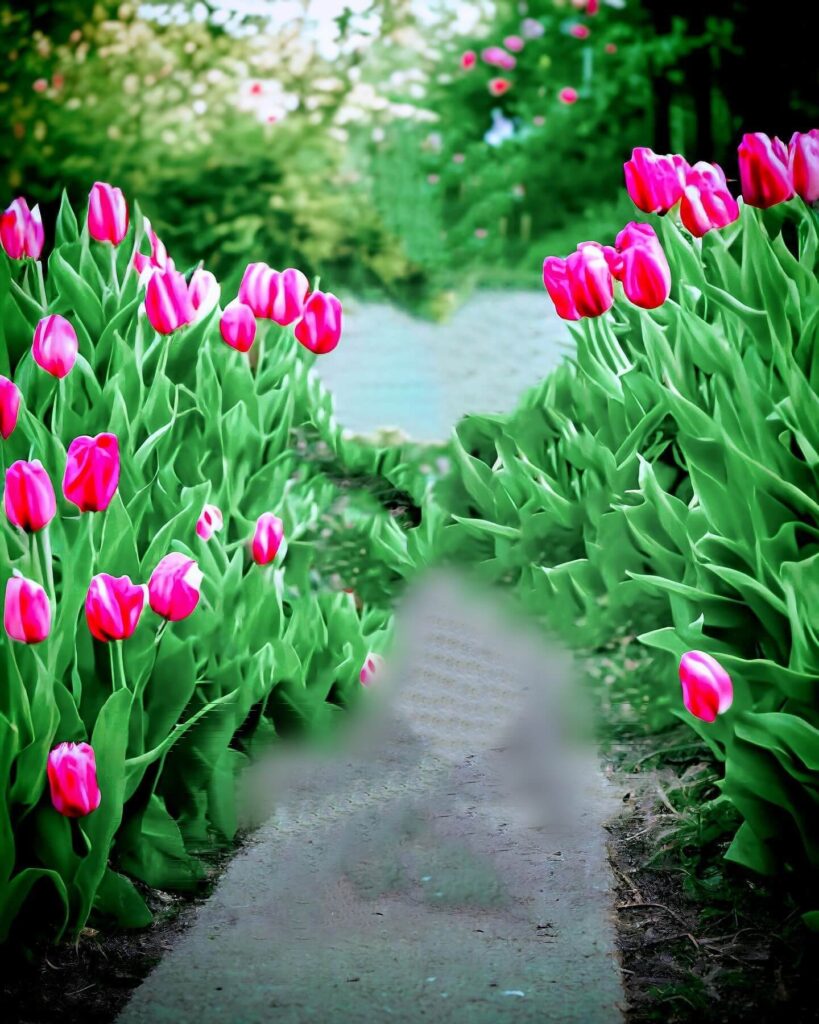 photo background download hd
