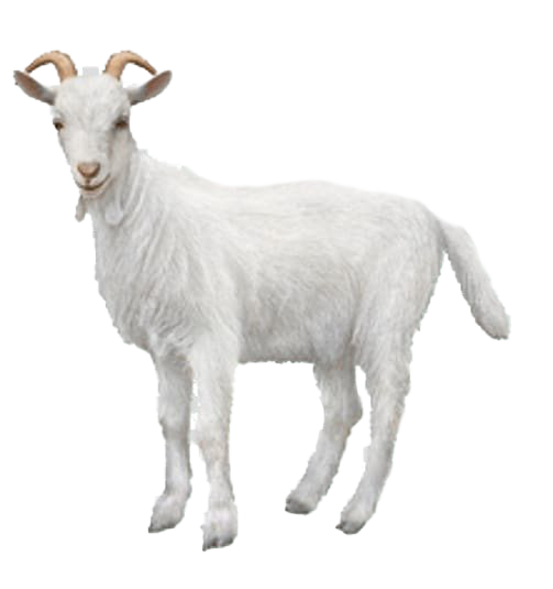 White Goat Png HD Free Download