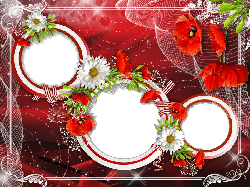 Poppy Frame Flower Png Hd Free Download