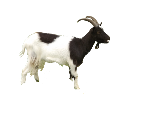 Goat Png HD Free Download