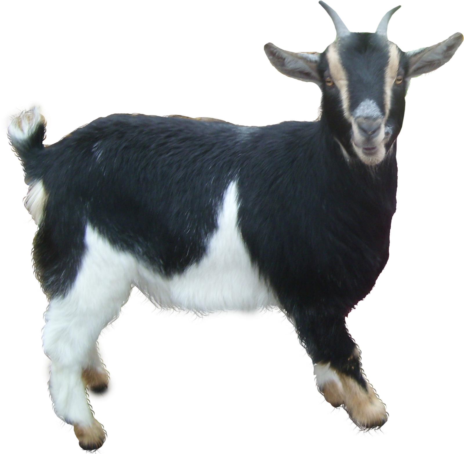 Goat Png HD Free Download