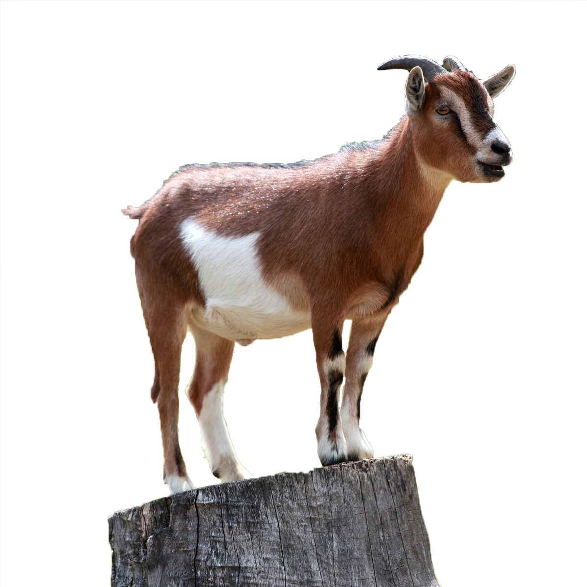 Picture Goat Clipart Png HD Free Download