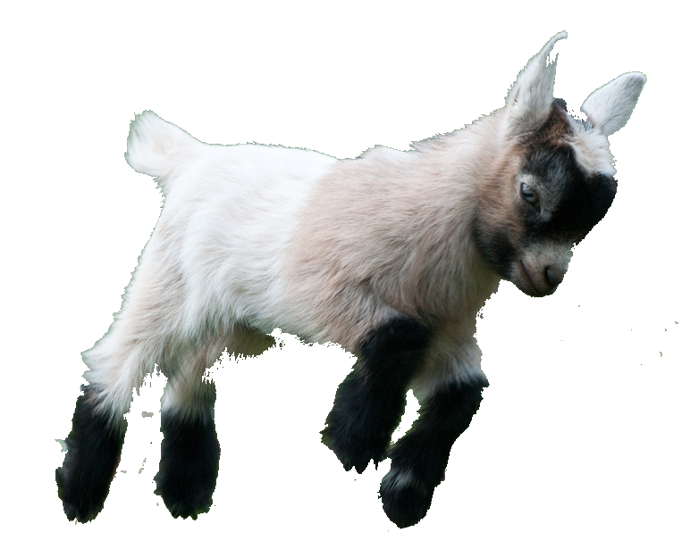 Goat Png HD Free Download