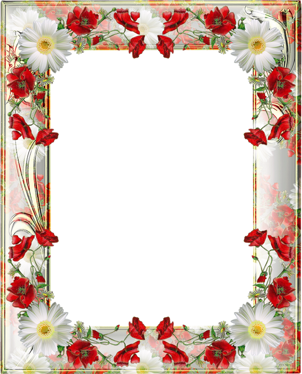 Poppy Frame Flower Png Hd Free Download