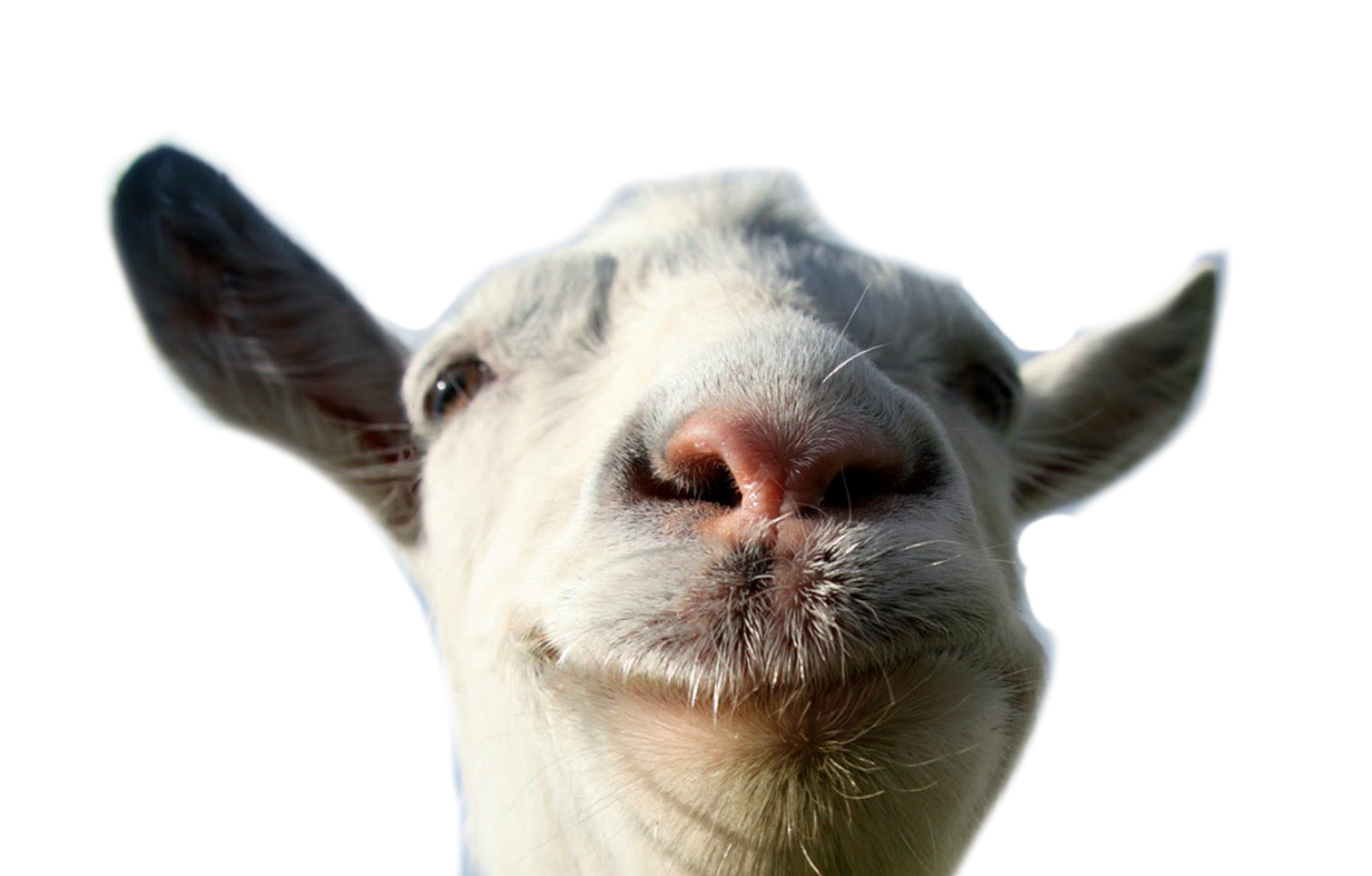 White Goat Png HD Free Download