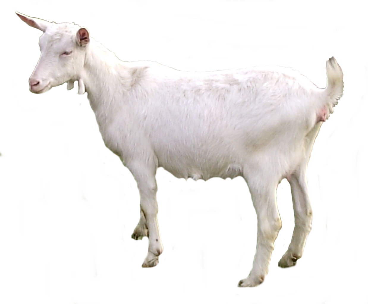 White Goat Png HD Free Download