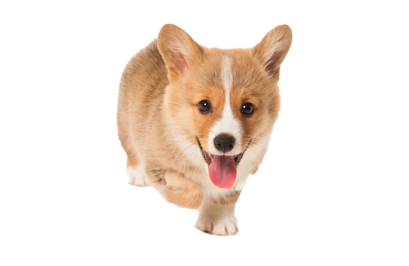 Corgi Picture Png Hd Free Download