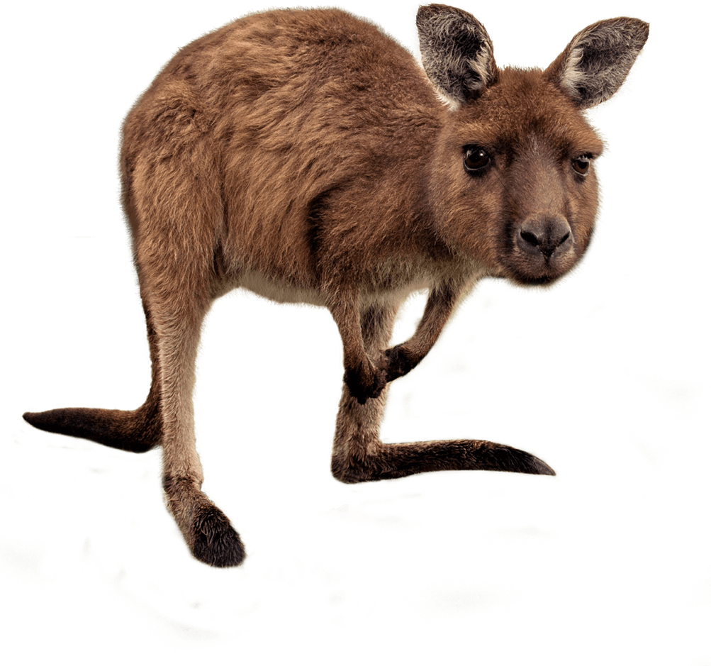 Kangaroo Joey Png HD Free Download