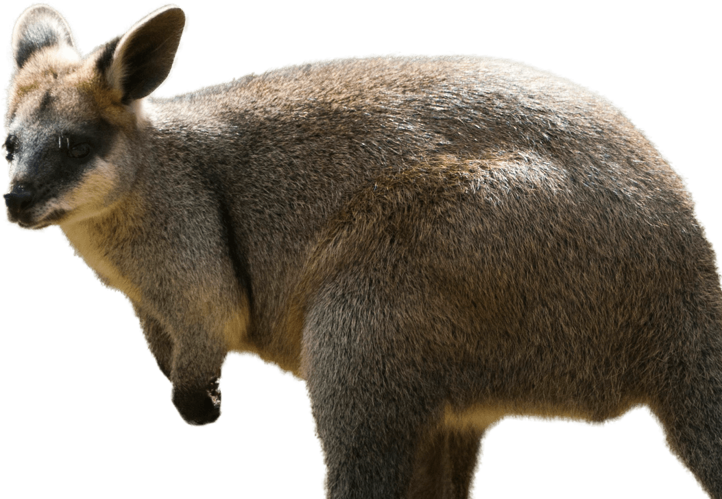 Wallaby Kangaroo Png HD Free Download