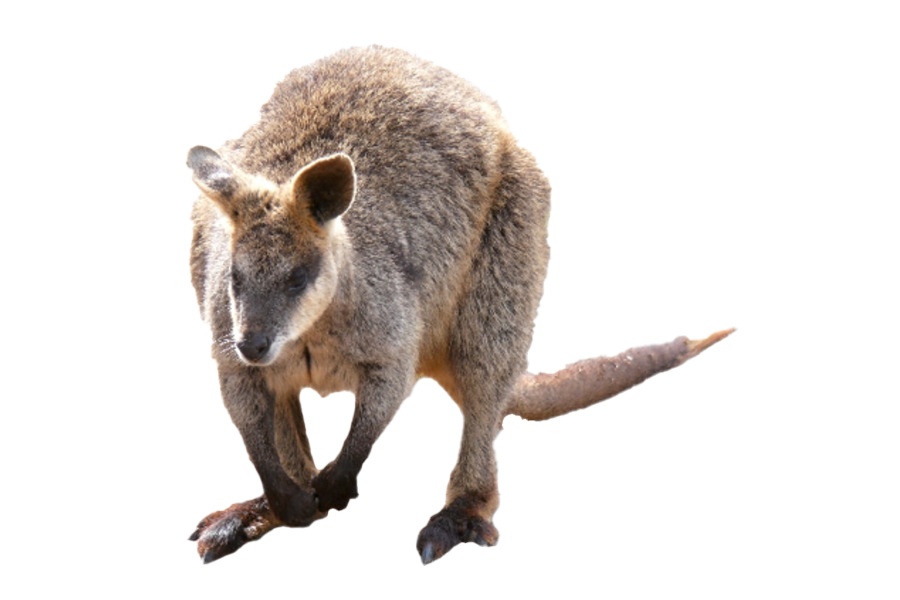 Wallaby Kangaroo Png HD Free Download