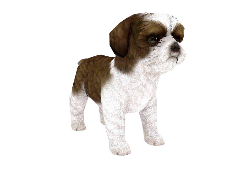 Shih Tzu File Png HD Free Download