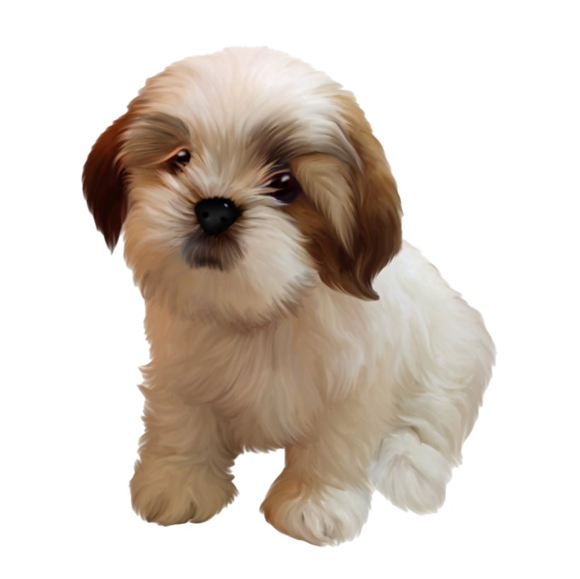 Shih Puppy Tzu Clipart Png HD Free Download