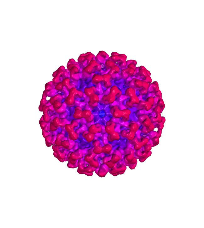 Virus Covid-19 Png HD Free Download