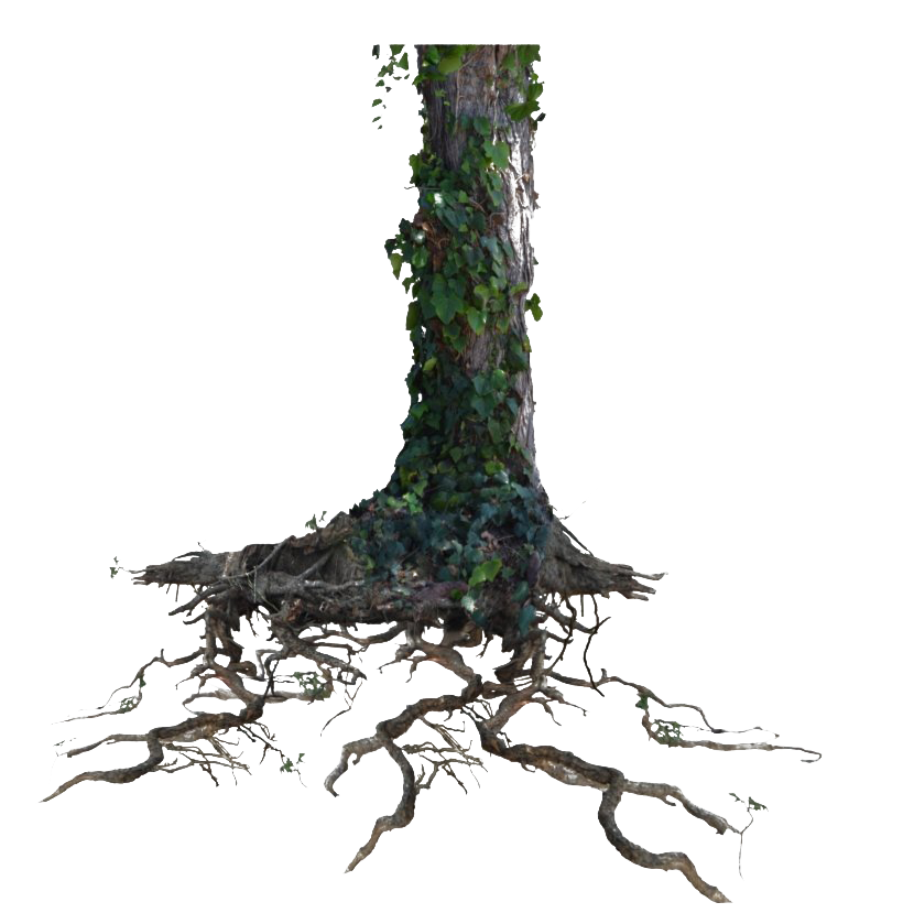 Tree Trunk Png HD Free Download