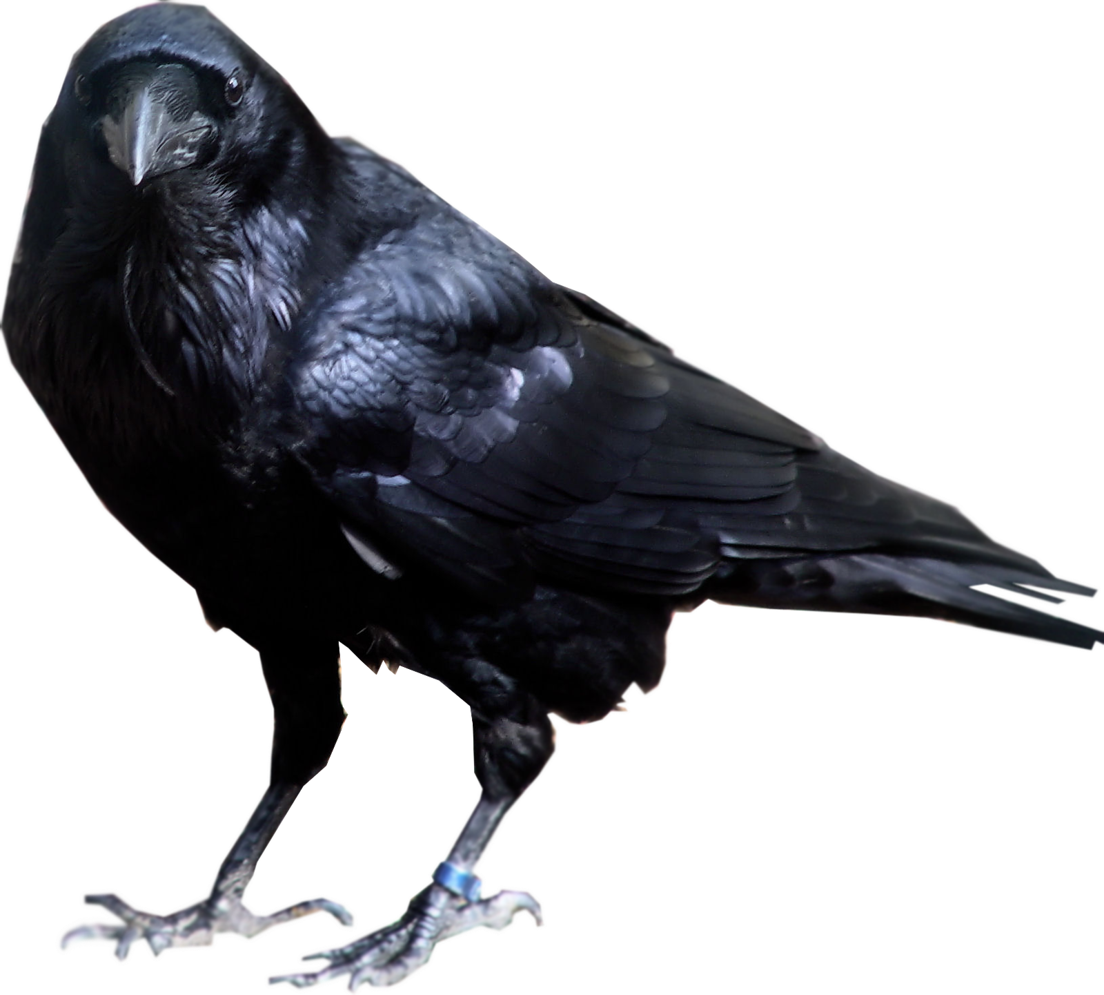 Bird Raven Png HD Free Download