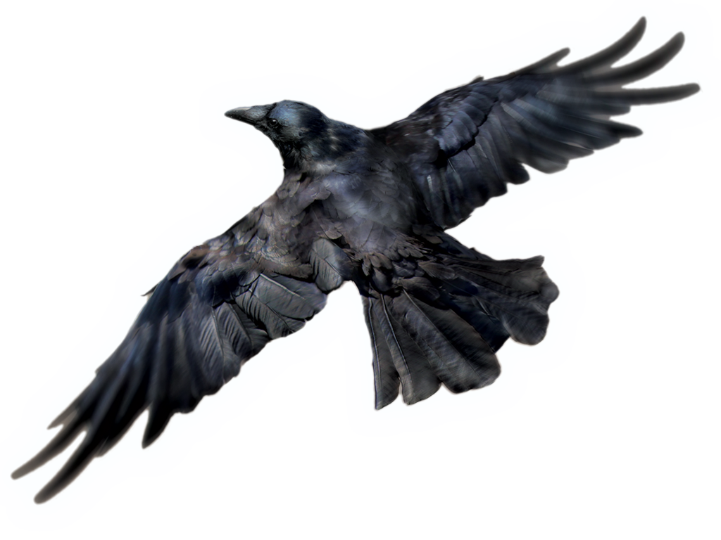 Bird Raven Png HD Free Download