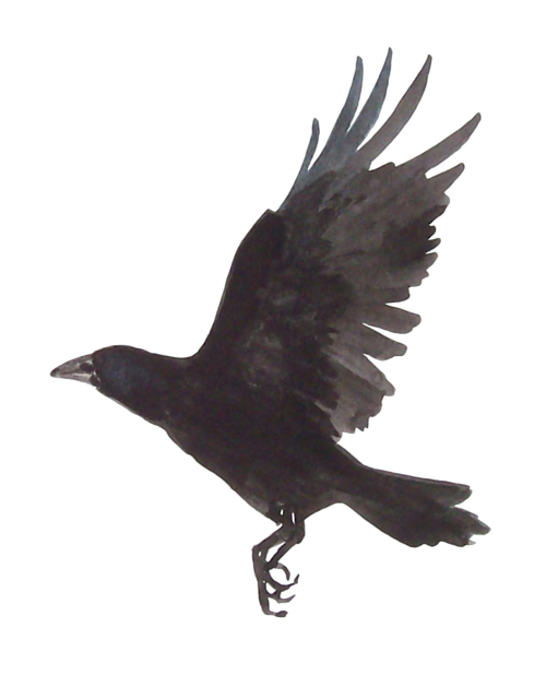 Picture Raven Png HD Free Download