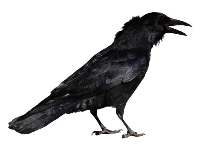 Raven File Png HD Free Download