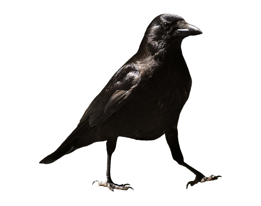 Raven Png HD Free Download