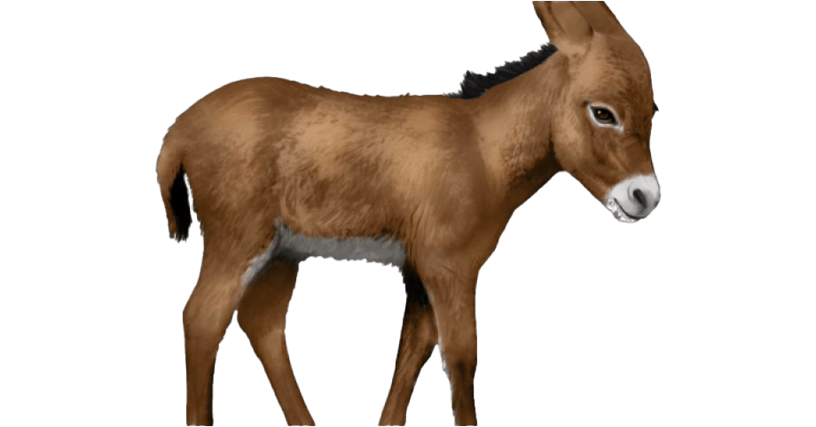 Donkey Png HD Free Download