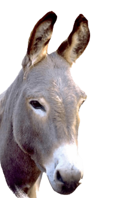 Donkey Png HD Free Download