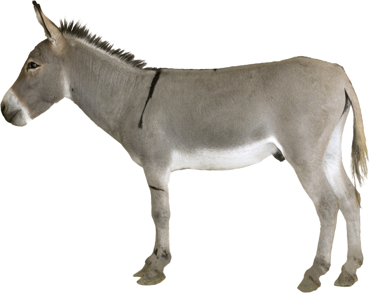 Donkey Png HD Free Download