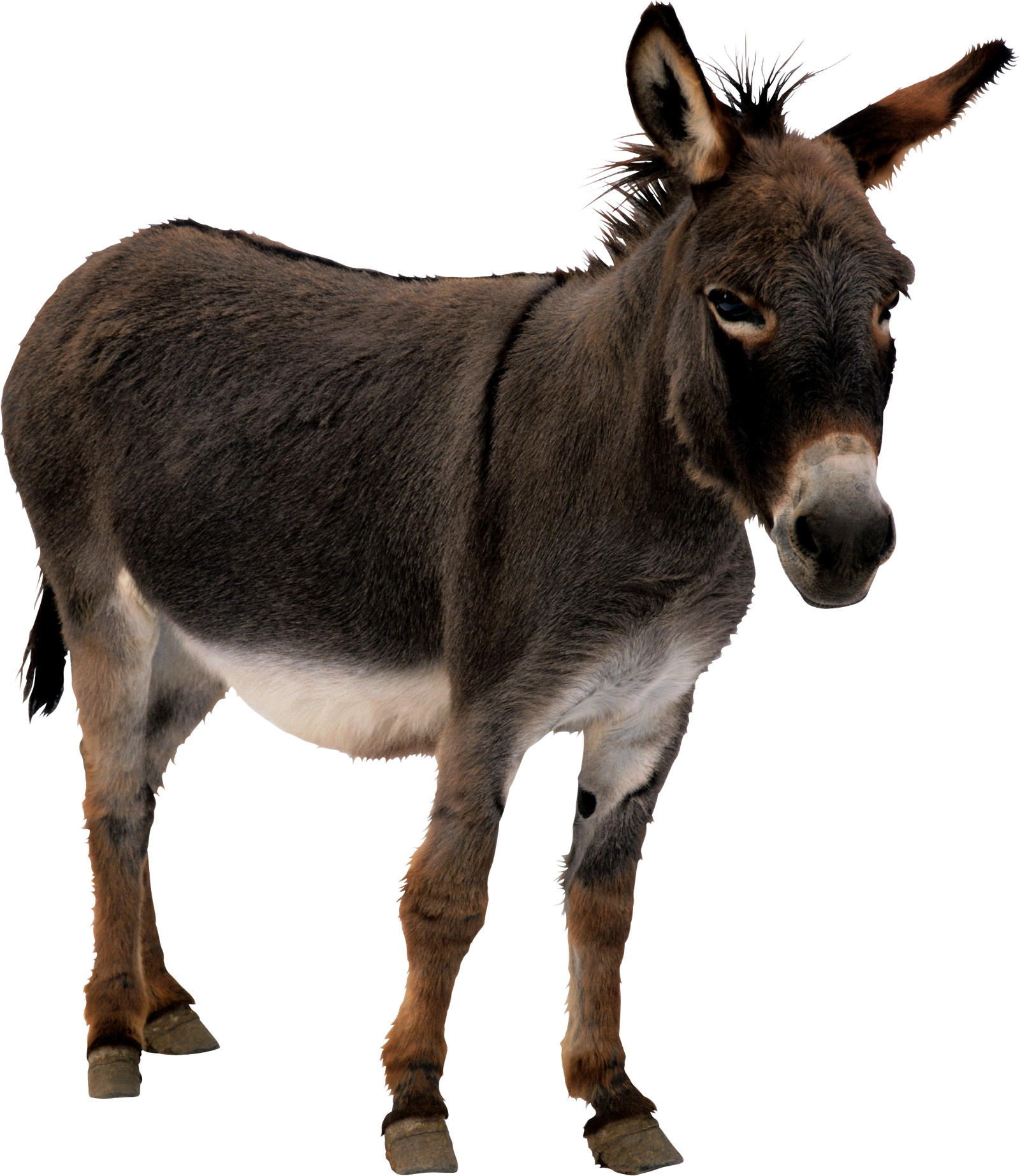 Picture Donkey Png HD Free Download