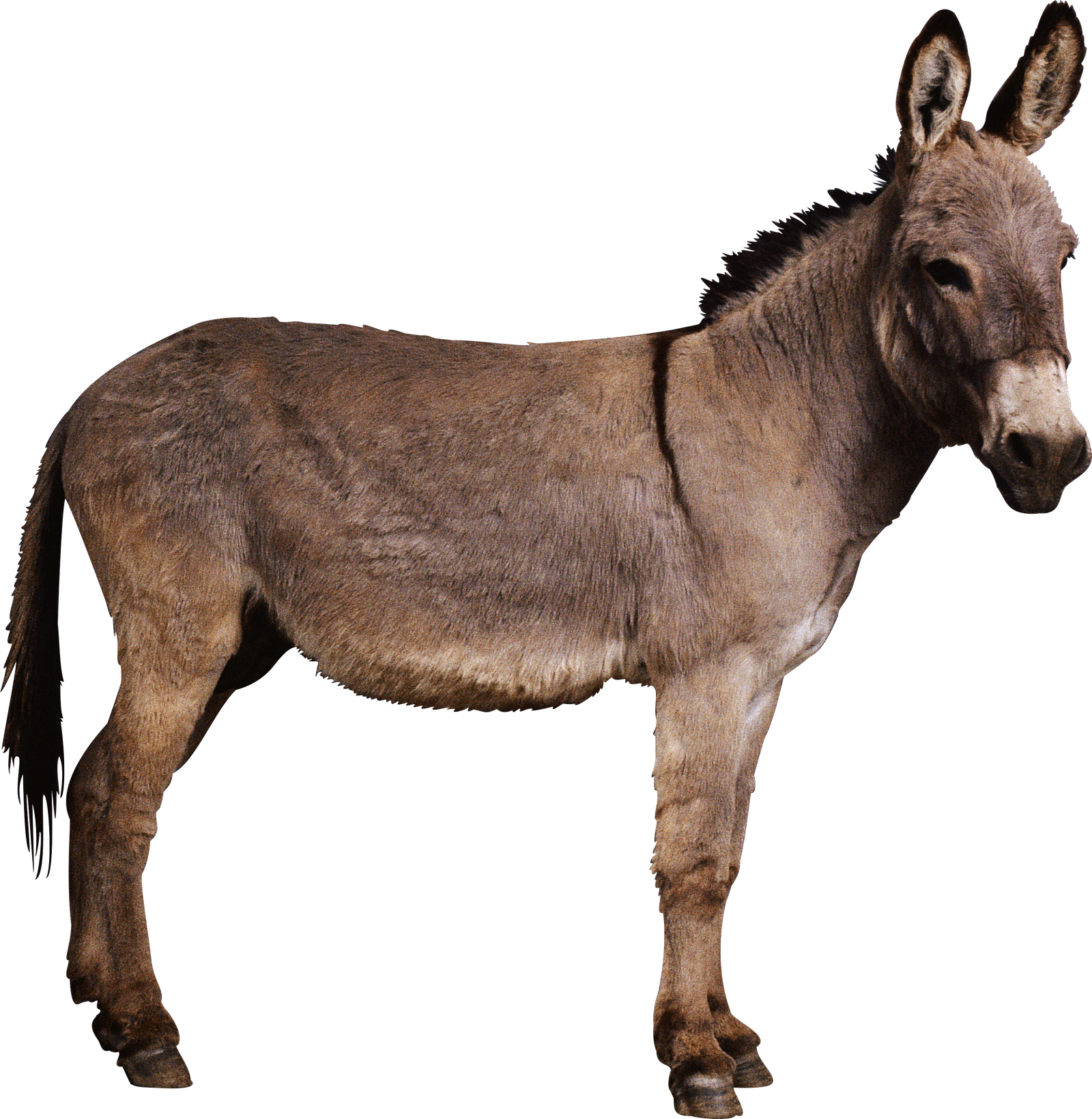 Donkey Transparent Png HD Free Download