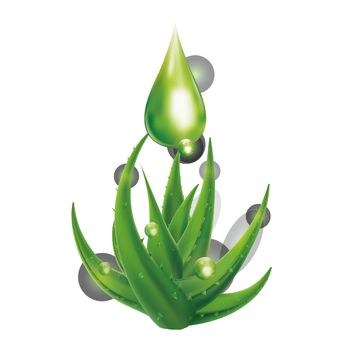 Water Drop Leaf Dew Png HD Free Download