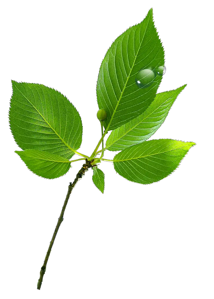 Water Drop Leaf Dew Png HD Free Download