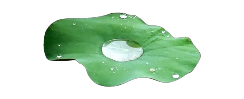 Water Drop Leaf Clipart Png HD Free Download