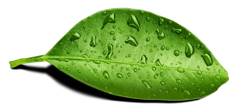 Water Drop Leaf File Png HD Free Download