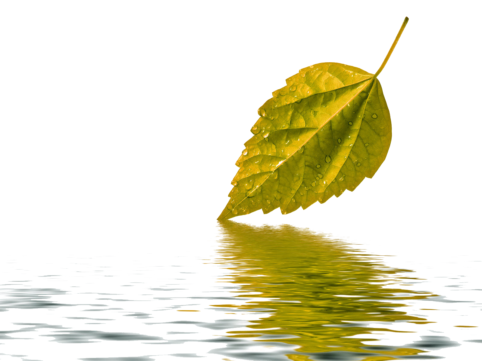 Water Drop Leaf Png Hd Free Download