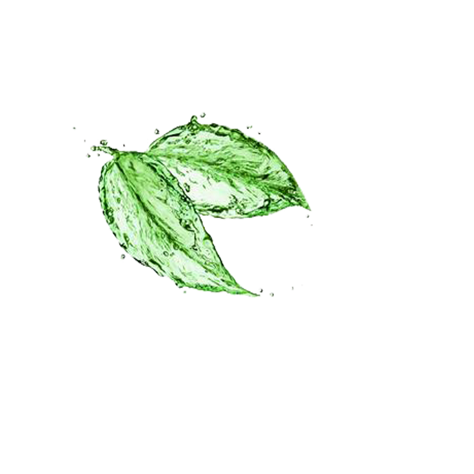 Water Leaf Tree Clipart Png HD Free Download