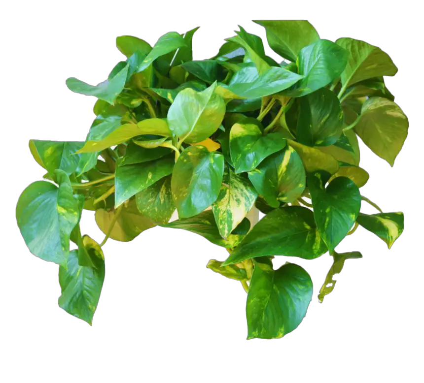 Leaves Green Ivy Hanging File Png HD Free Download