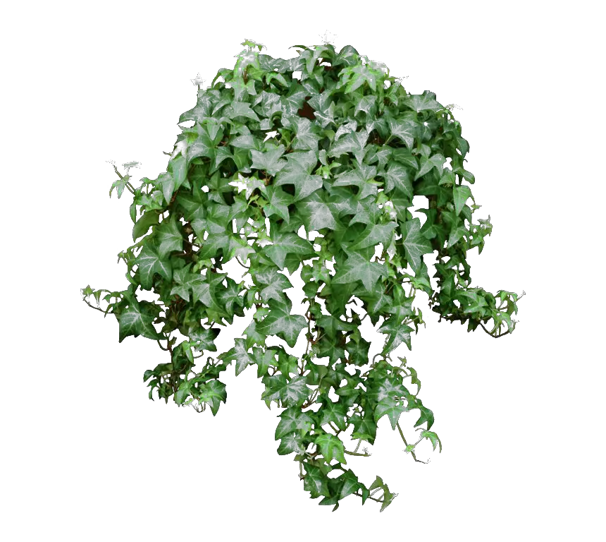 Photos Leaves Green Ivy Hanging Png HD Free Download