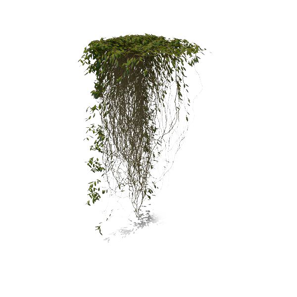 Ivy Hanging Png Hd Free Download