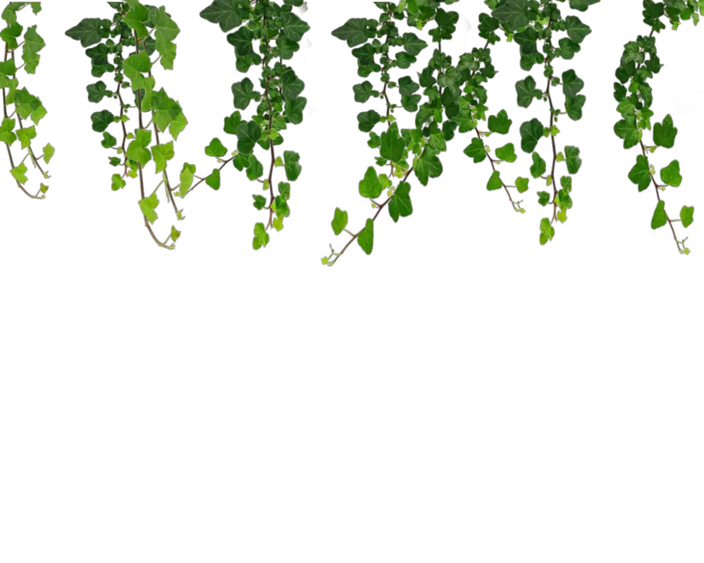 Ivy Hanging Png HD Free Download