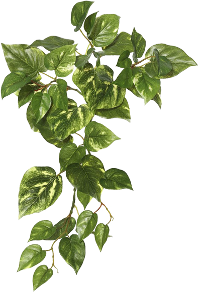 Images Ivy Hanging Png HD Free Download