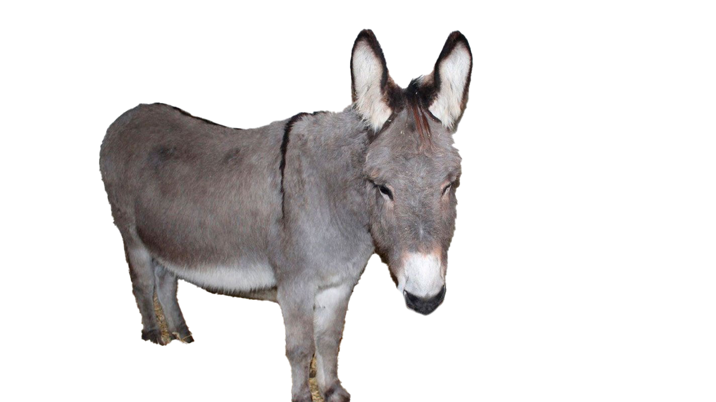 Donkey Png HD Free Download