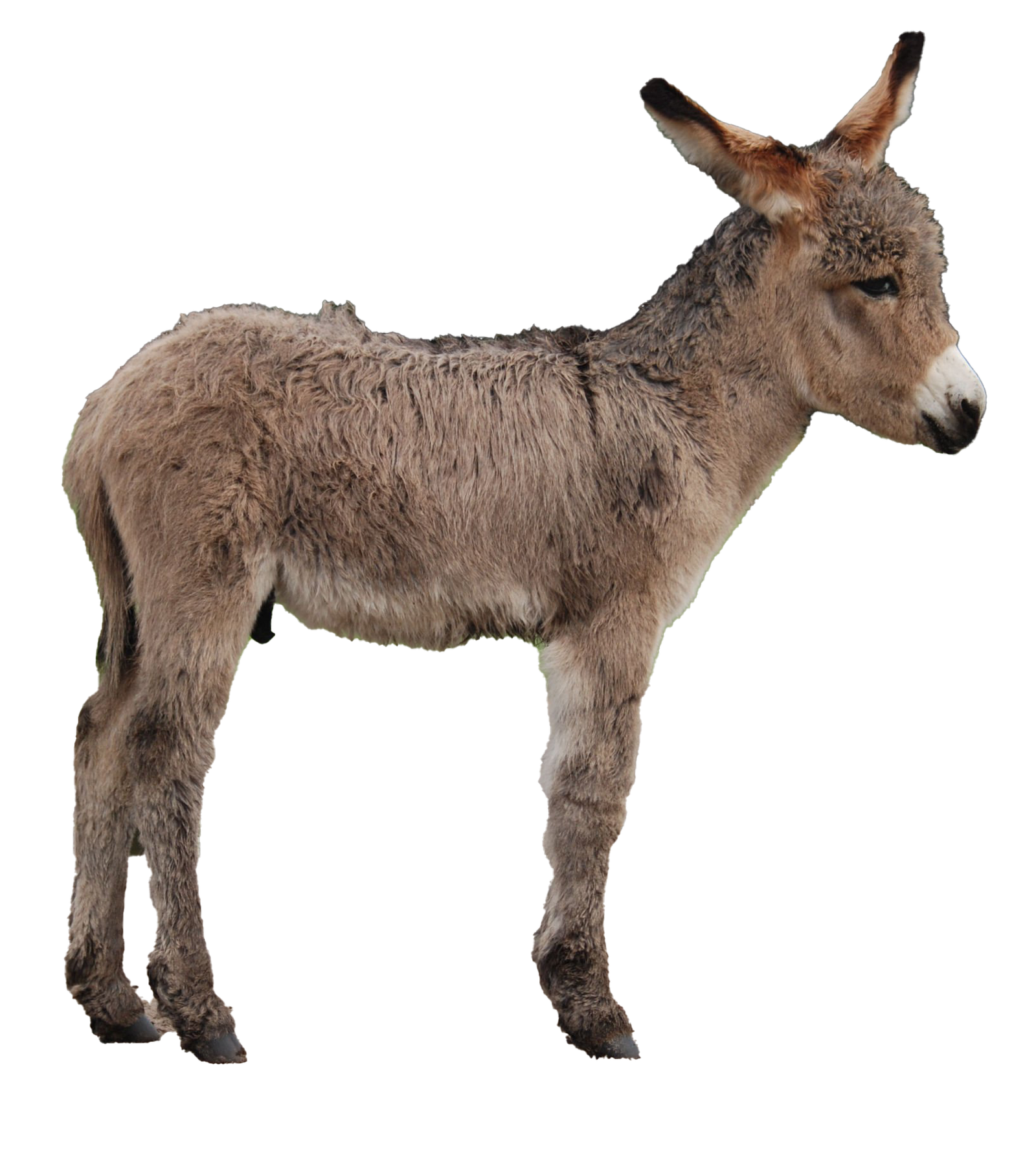 Images Donkey Clipart Png HD Free Download