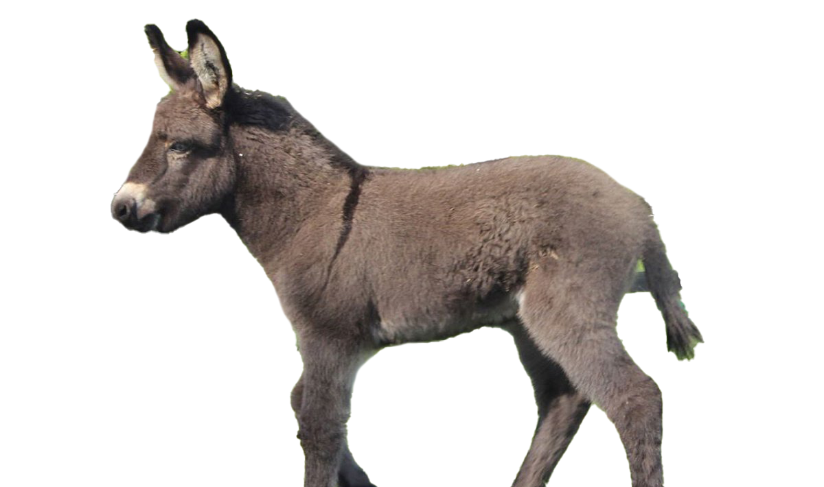 Donkey Animal Png HD Free Download